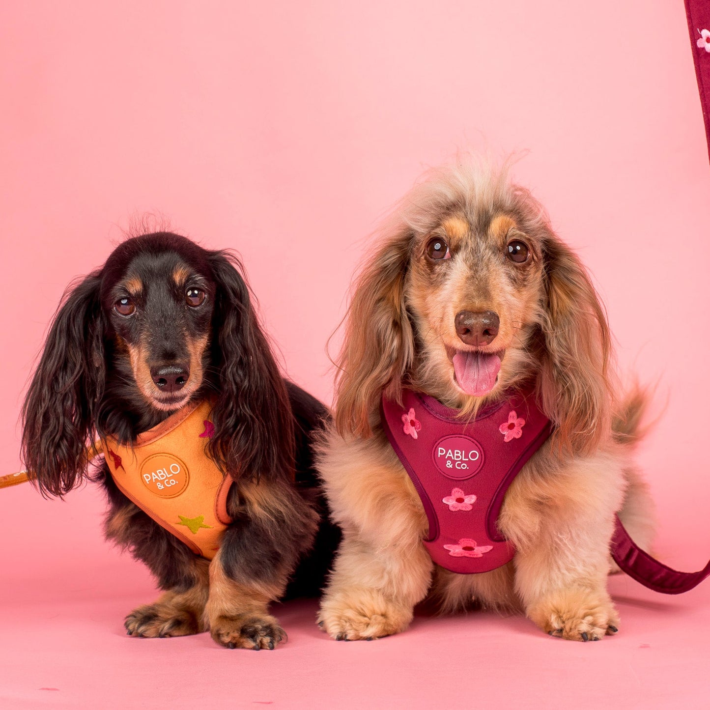 You're A Star: Velvet Adjustable Harness