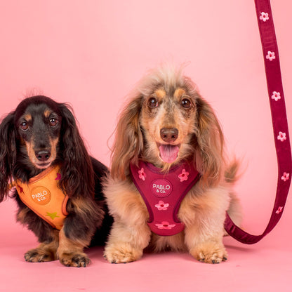 Bloom Baby Bloom: Velvet Adjustable Harness