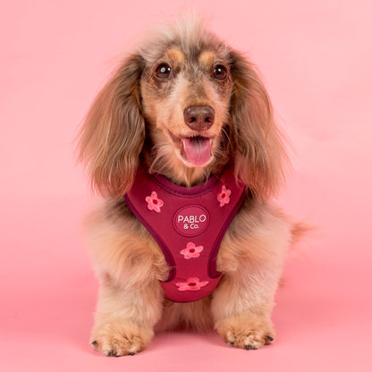 Bloom Baby Bloom: Velvet Adjustable Harness