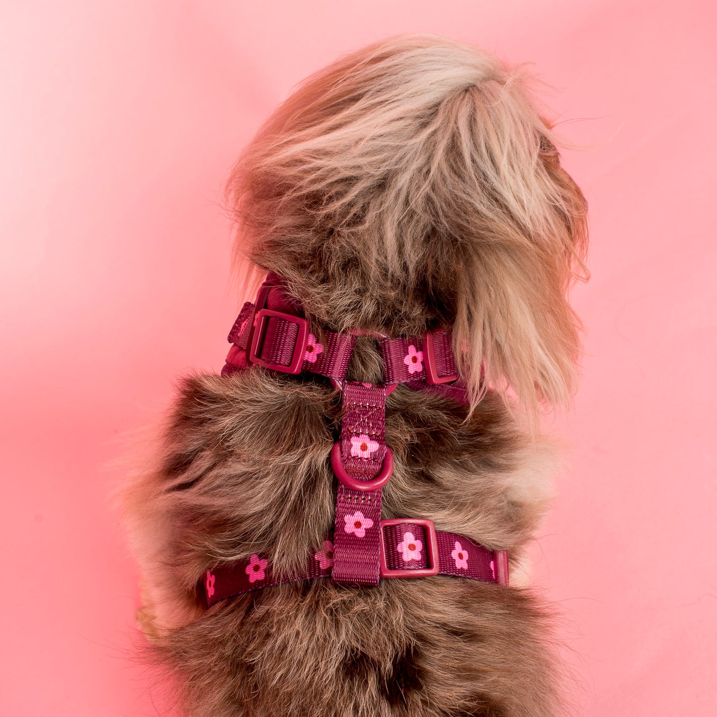 Bloom Baby Bloom: Velvet Adjustable Harness