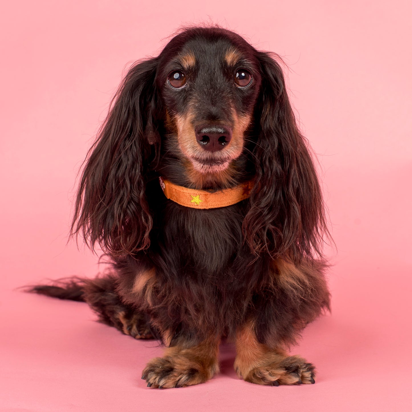 You're A Star: Velvet Collar