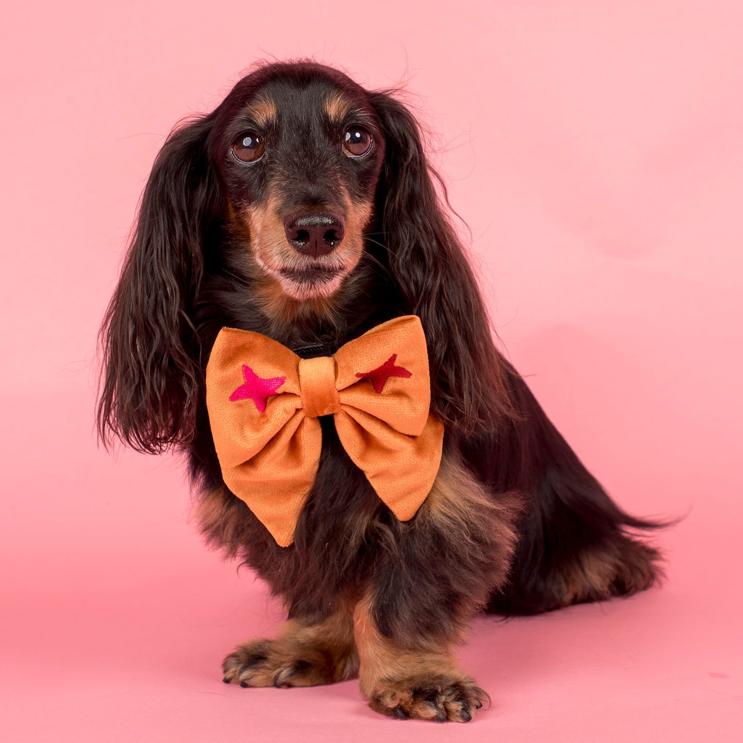 You're A Star: Velvet Sailor Bow