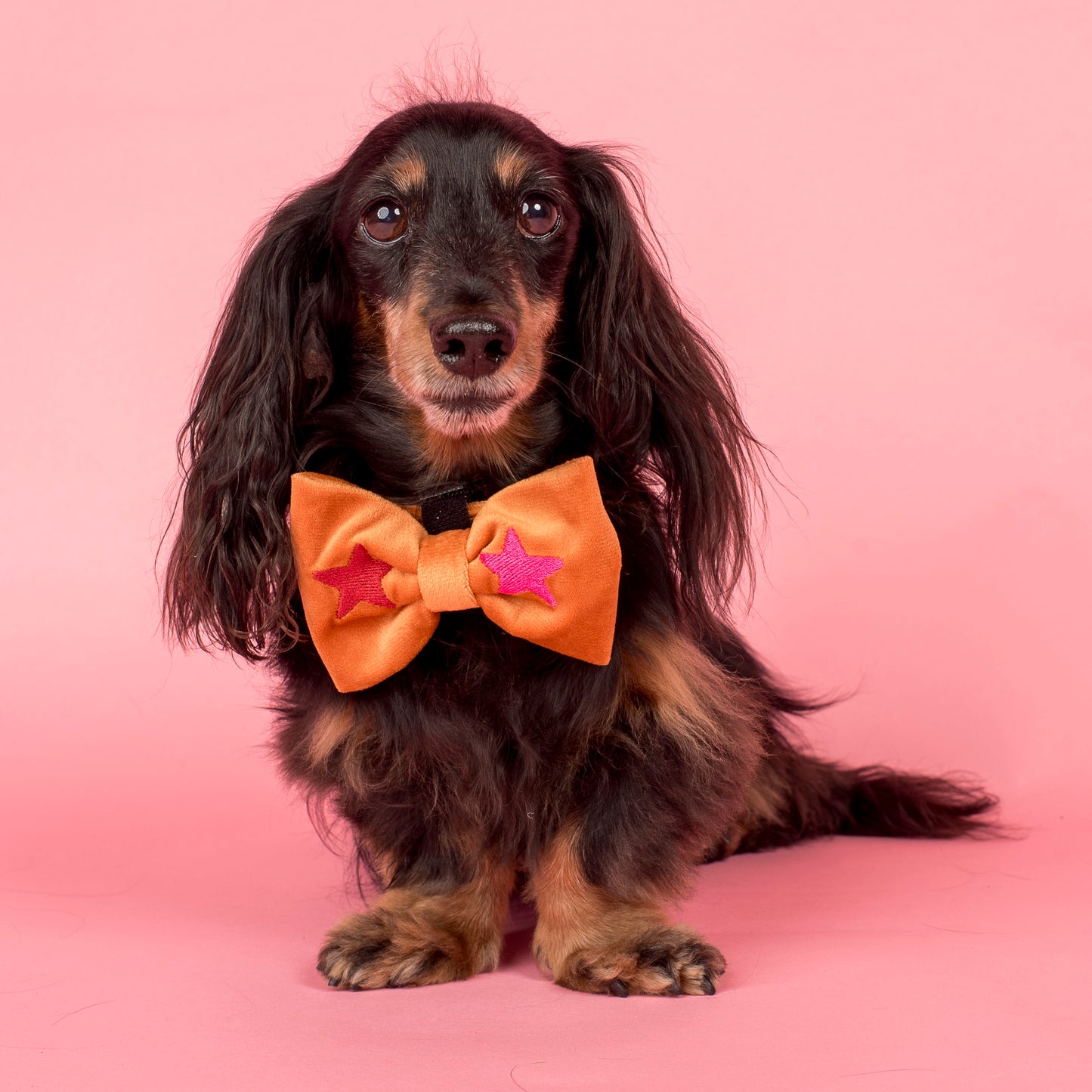 You're A Star: Velvet Bow Tie