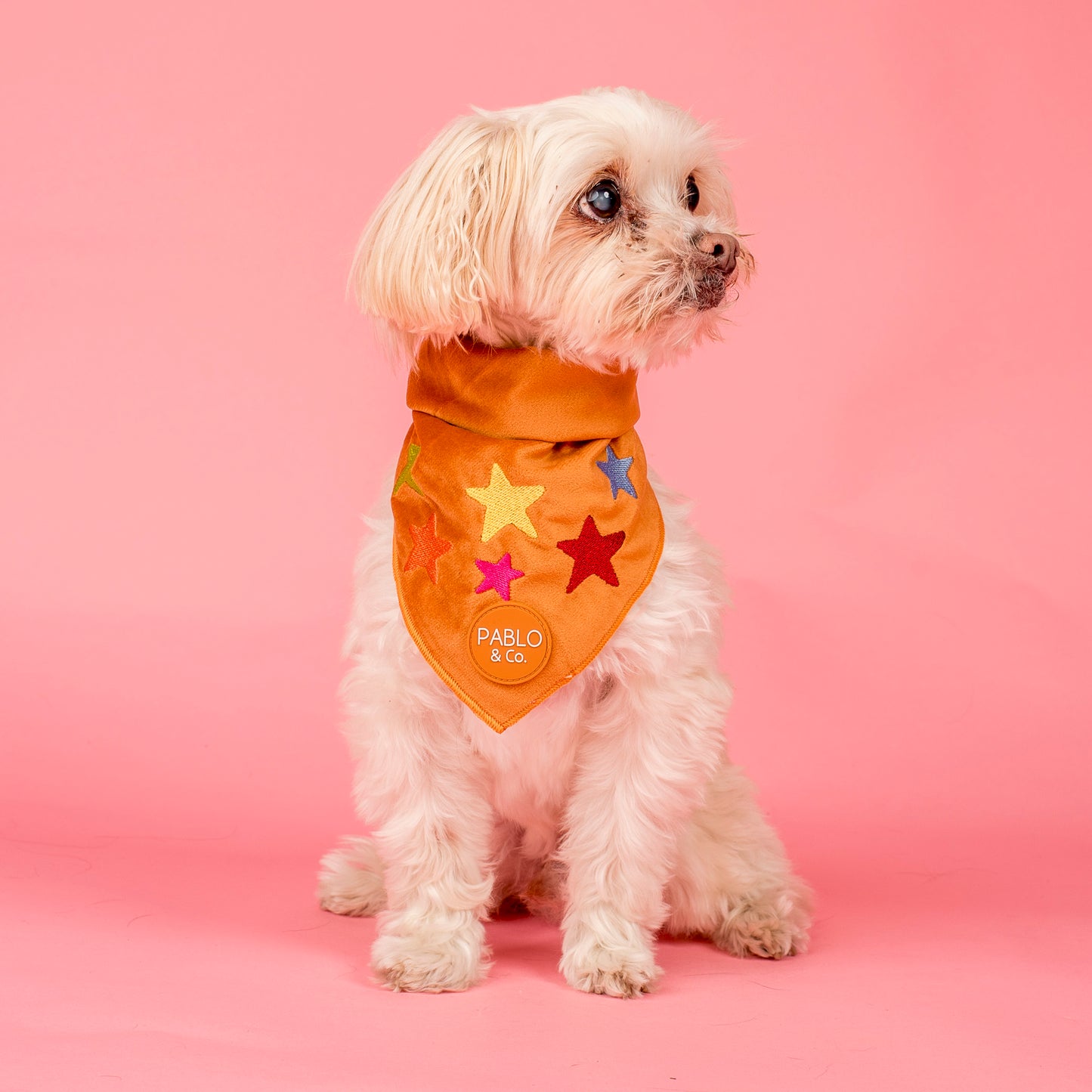 You're A Star: Velvet Dog Bandana