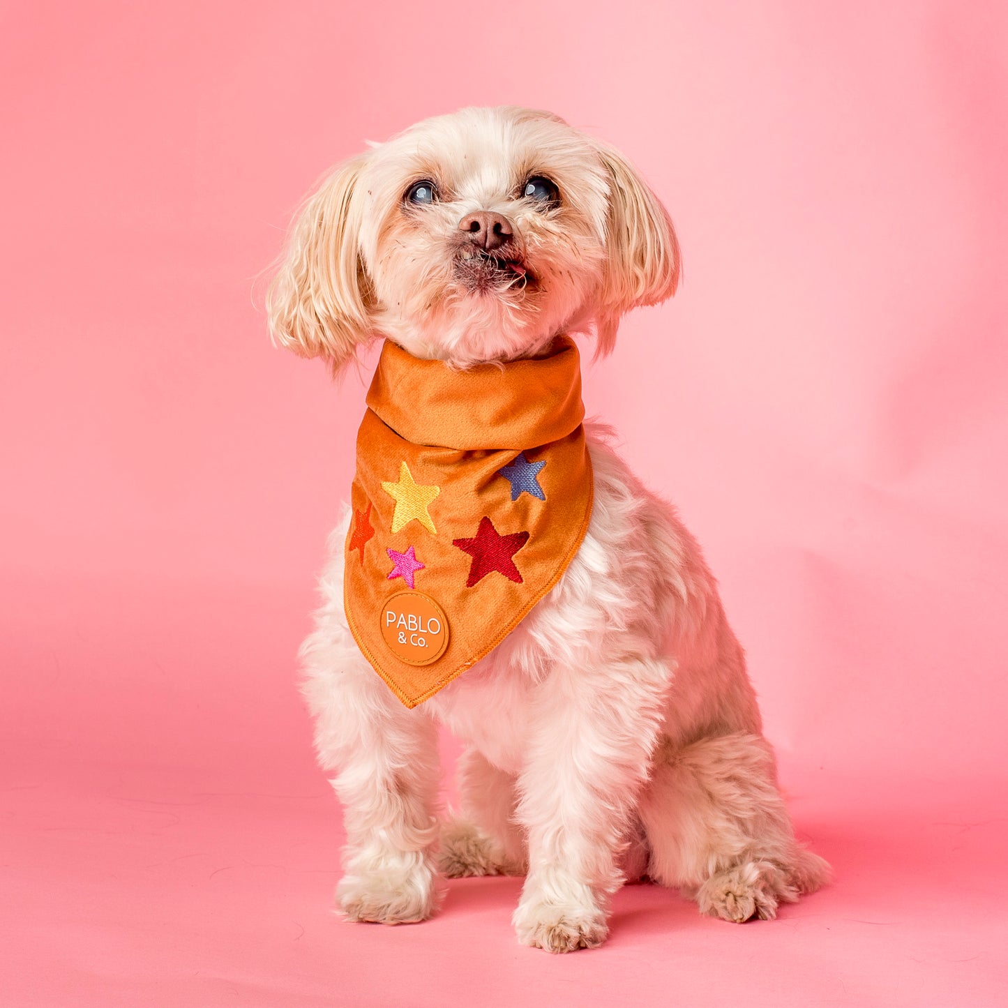 You're A Star: Velvet Dog Bandana
