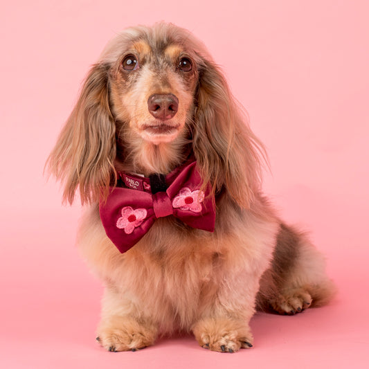 Bloom Baby Bloom: Velvet Bow Tie