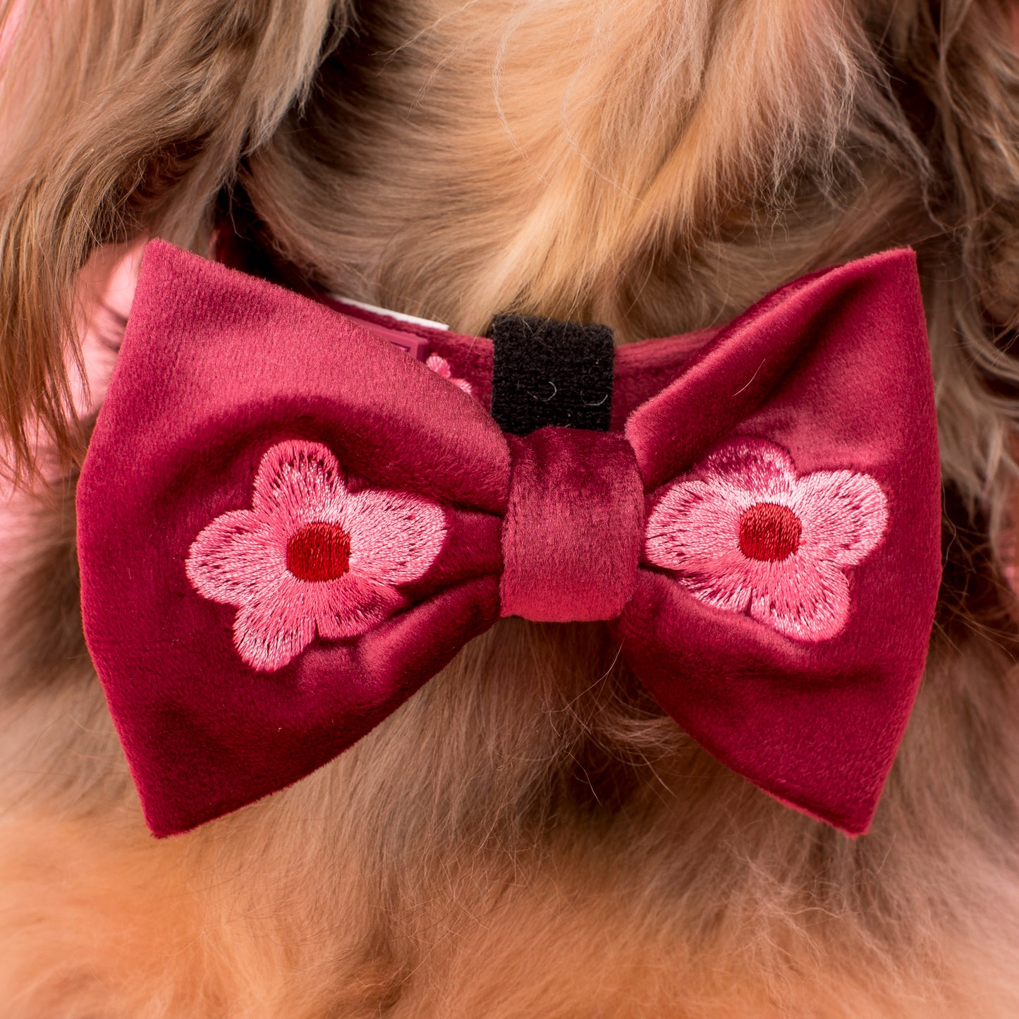 Bloom Baby Bloom: Velvet Bow Tie