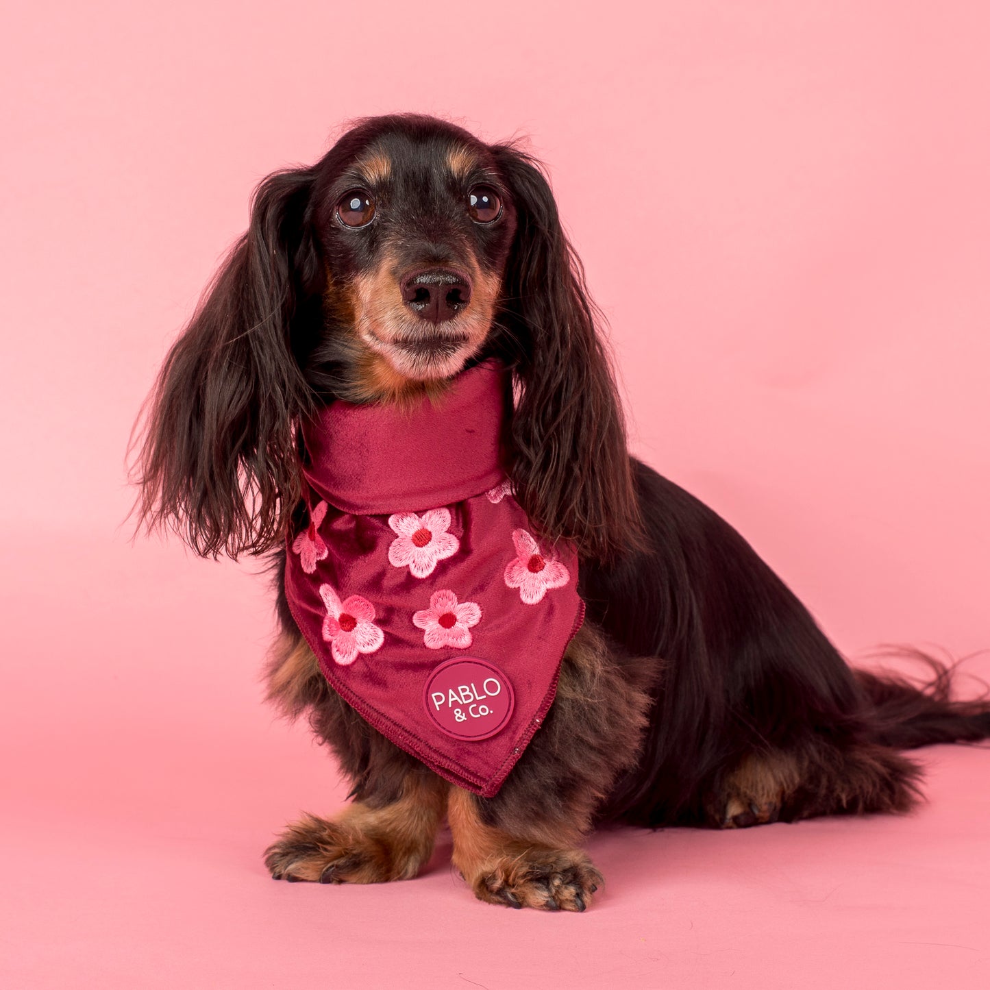 Bloom Baby Bloom: Velvet Dog Bandana