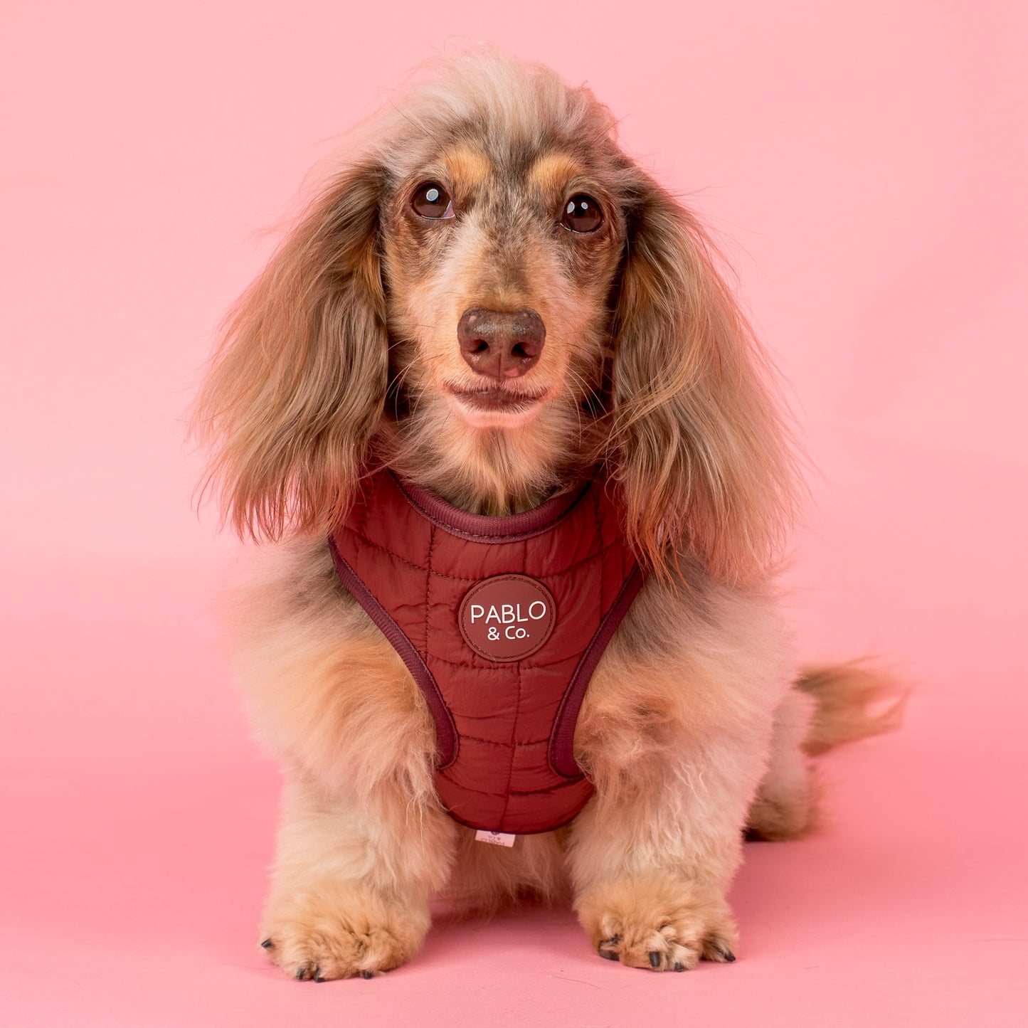 Chocolate Puffer: Adjustable Harness