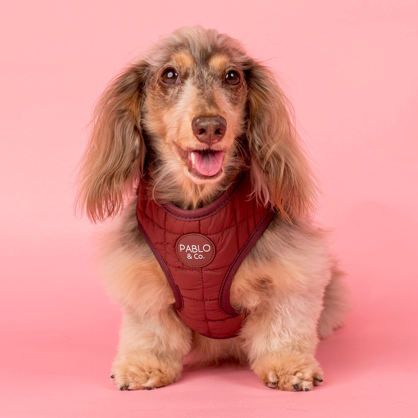 Chocolate Puffer: Adjustable Harness