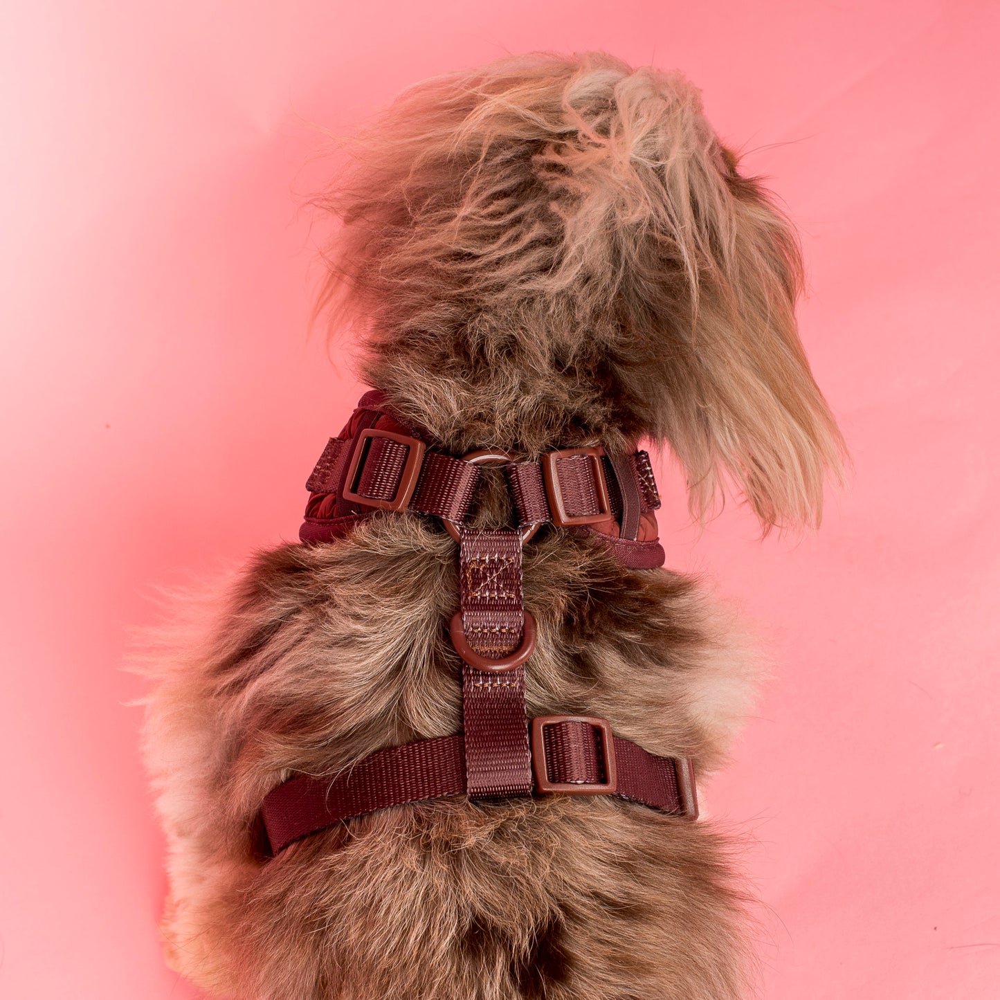 Chocolate Puffer: Adjustable Harness