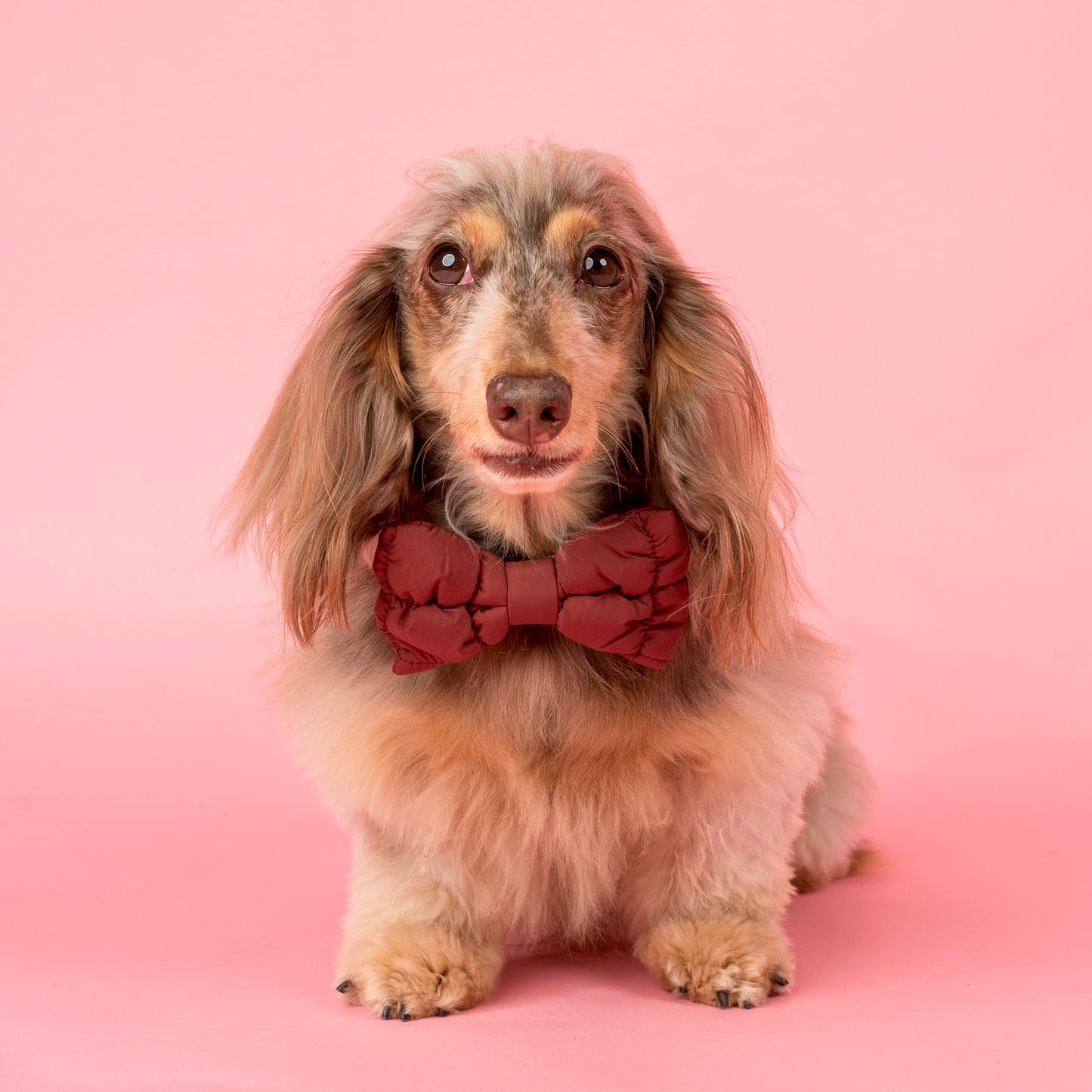Chocolate Puffer: Bow Tie