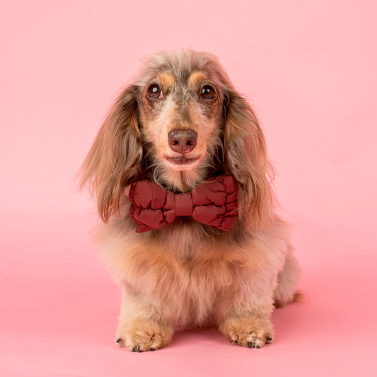 Chocolate Puffer: Bow Tie
