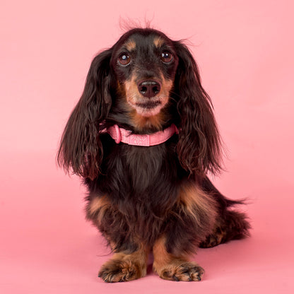 Pink Puffer: Collar