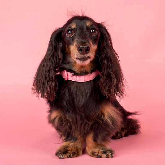 Pink Puffer: Collar
