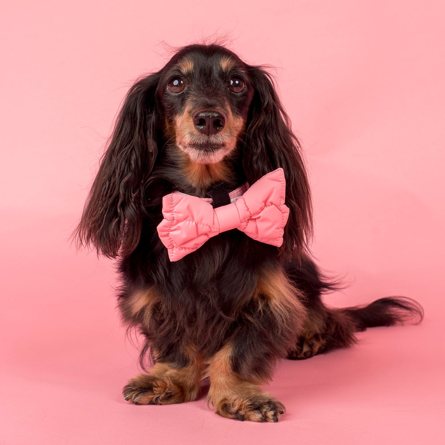 Pink Puffer: Bow Tie