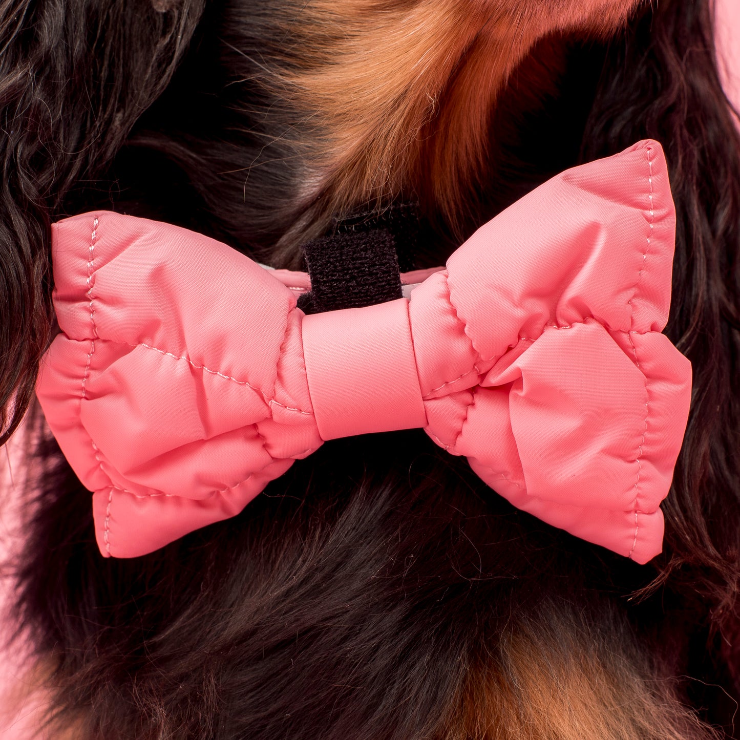 Pink Puffer: Bow Tie