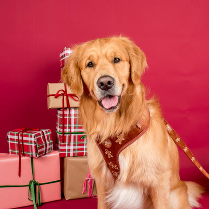 Gingerbread: Velvet Dog Leash