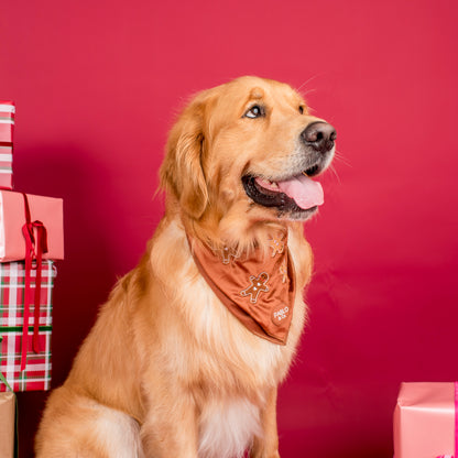 Gingerbread: Velvet Dog Bandana