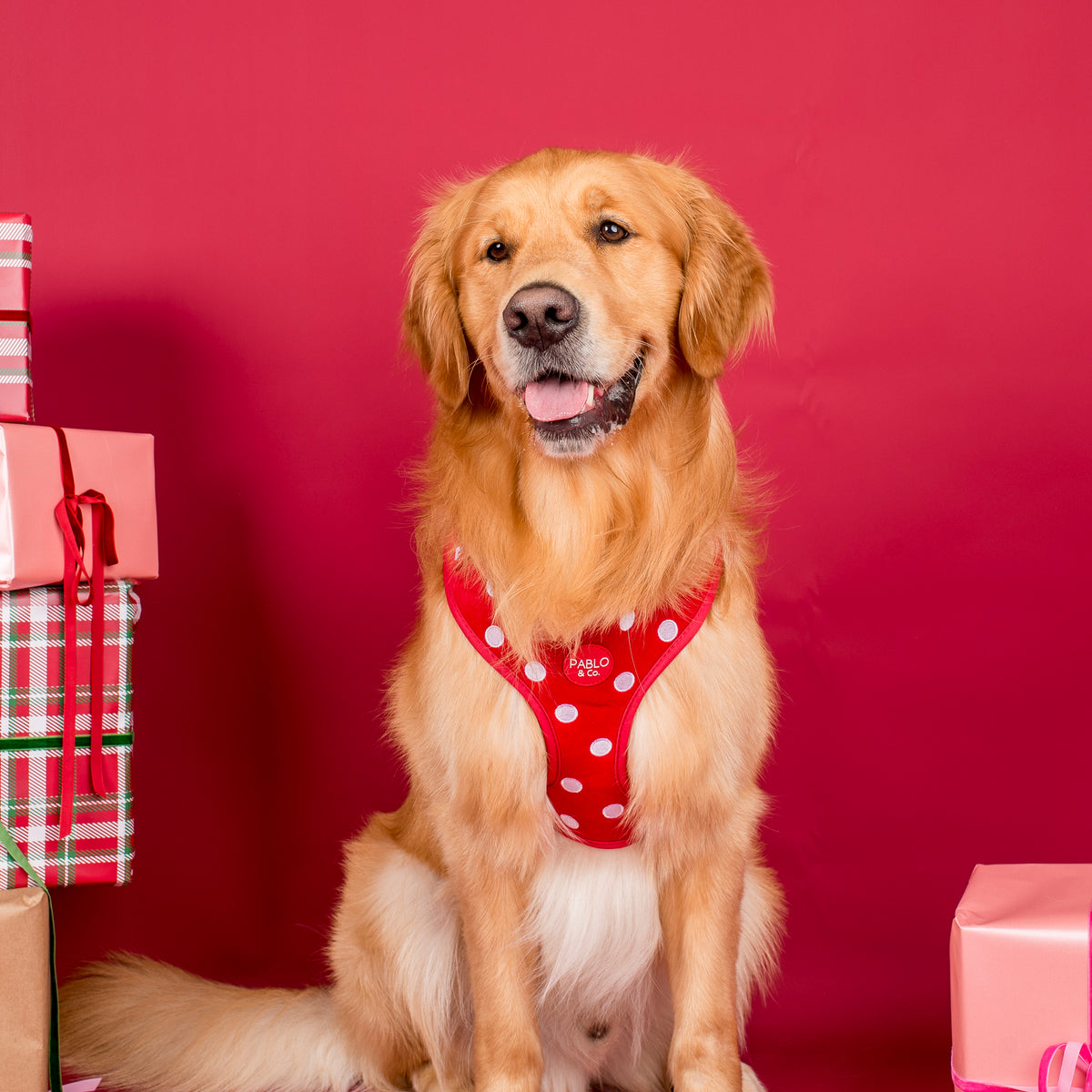 Red Polka Dots: Velvet Adjustable Harness