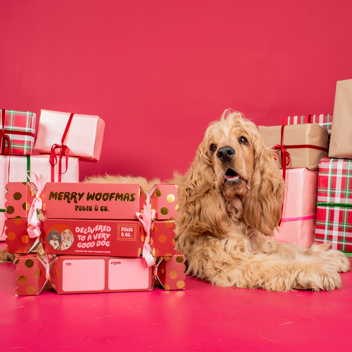 Christmas Bon Bon for Dogs