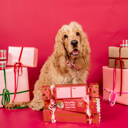 Christmas Bon Bon for Dogs