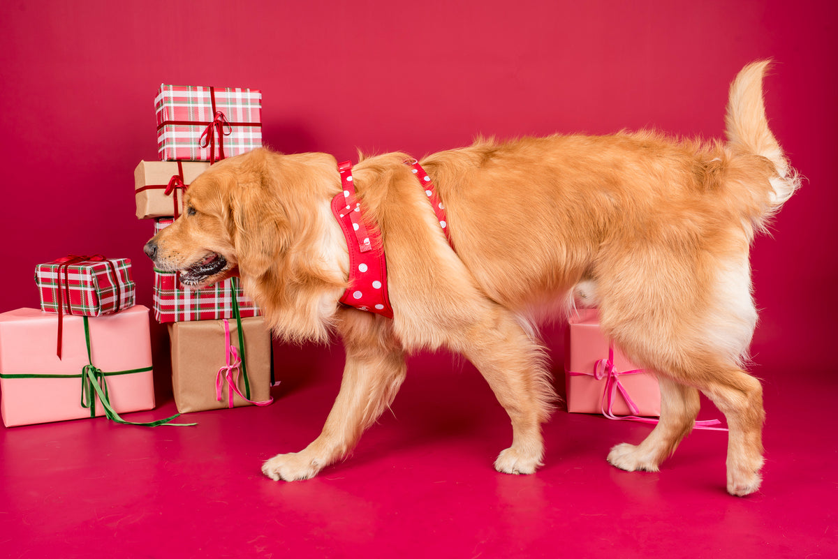 Red Polka Dots: Velvet Adjustable Harness