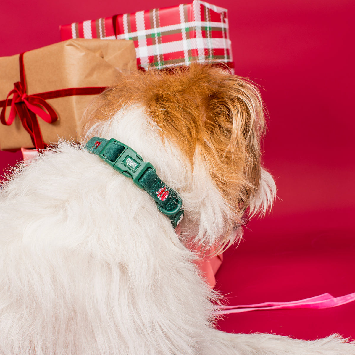 Tis' the Season: Velvet Collar