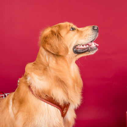 Gingerbread: Velvet Adjustable Harness