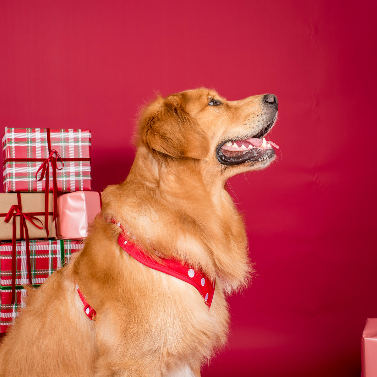 Red Polka Dots: Velvet Adjustable Harness