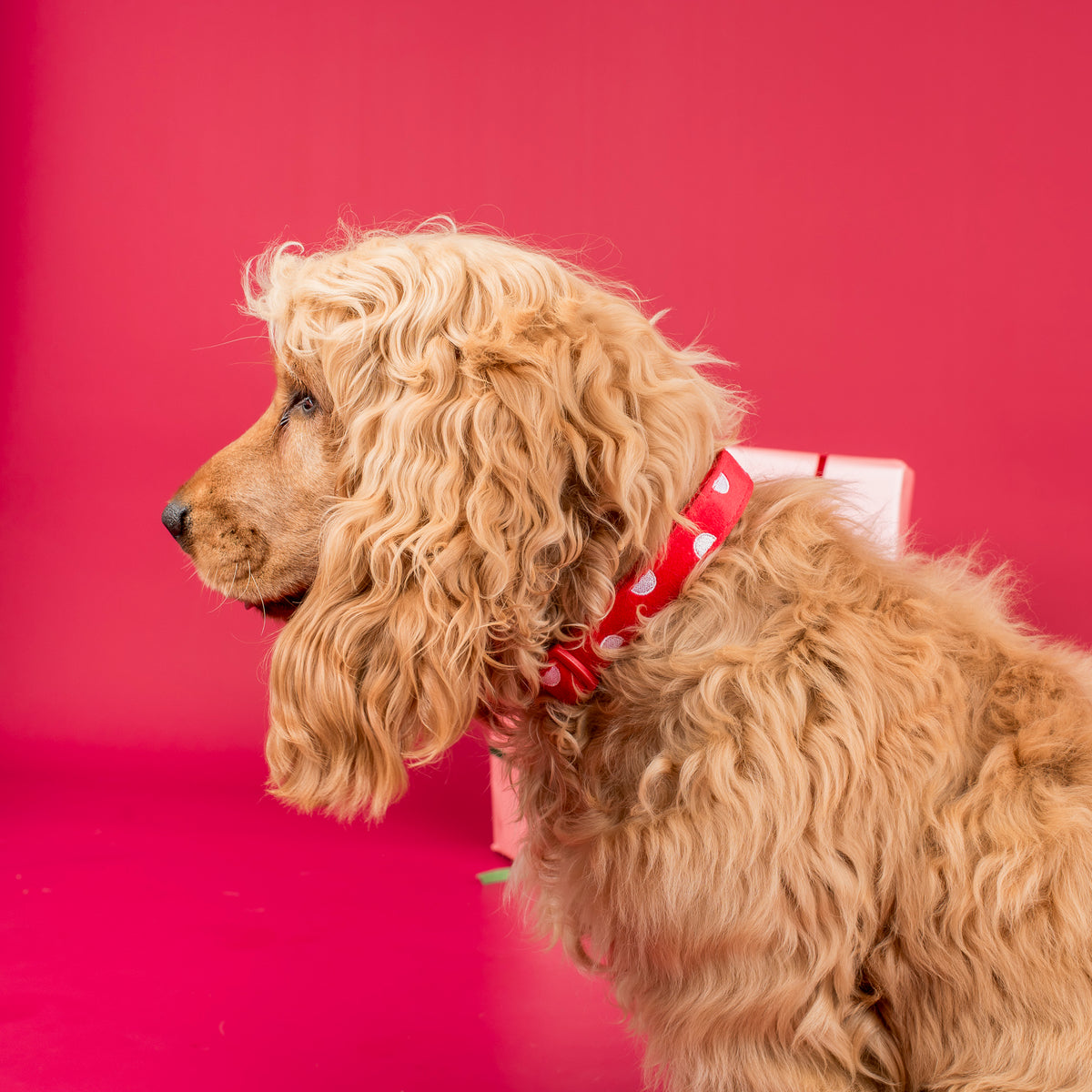 Red Polka Dots: Velvet Collar