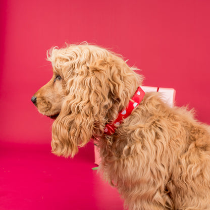 Red Polka Dots: Velvet Collar
