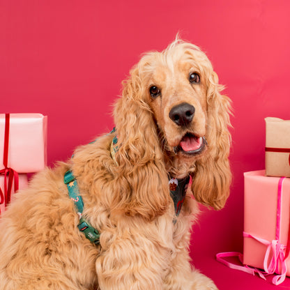 Tis' the Season: Velvet Adjustable Harness