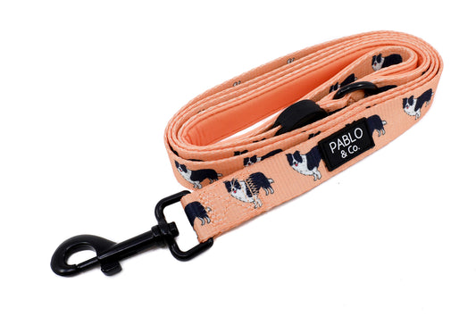 Border Collie: Dog Leash