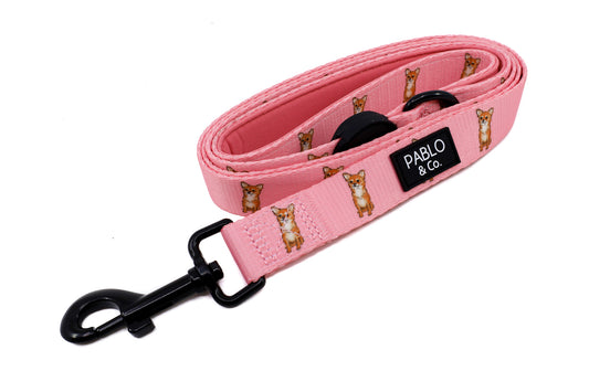 Chihuahua: Dog Leash