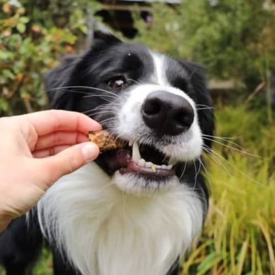 Pet Botanica: Crunchy Chook Necks Dog Treats