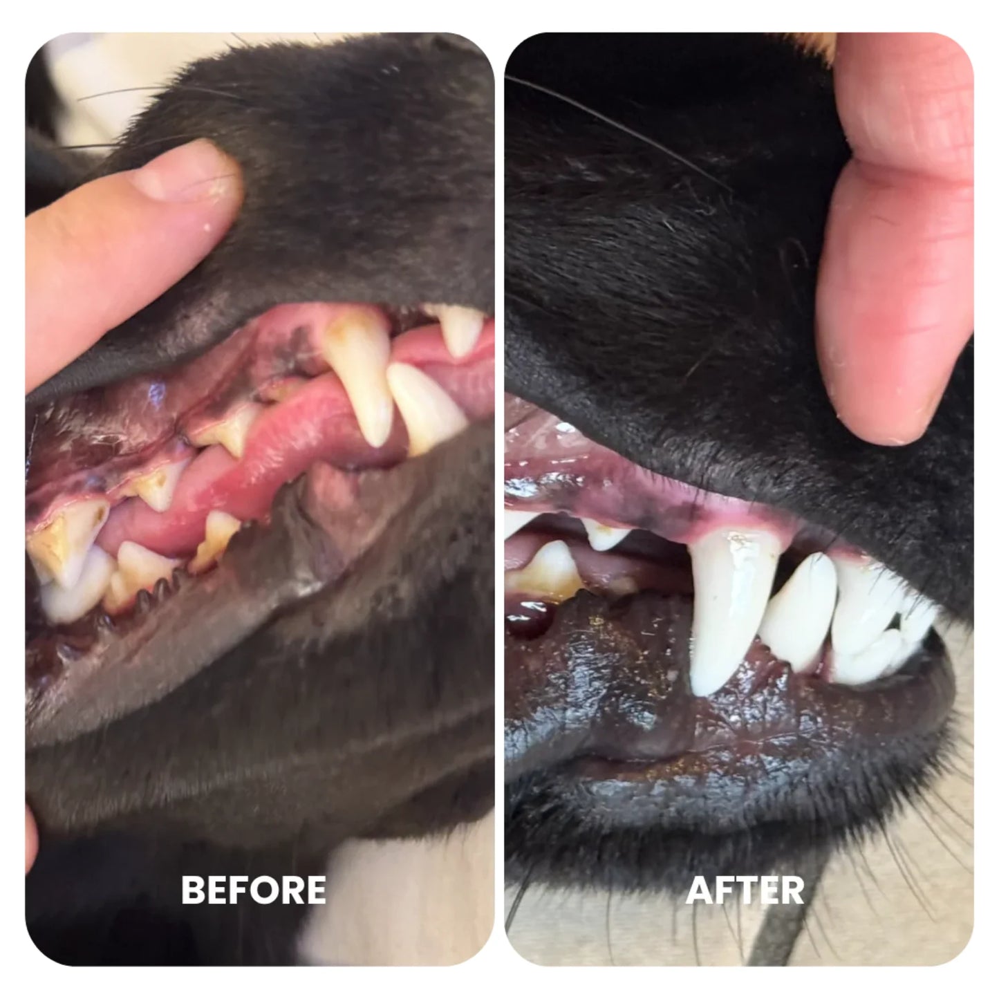 Pet Drs: Dental Pro+