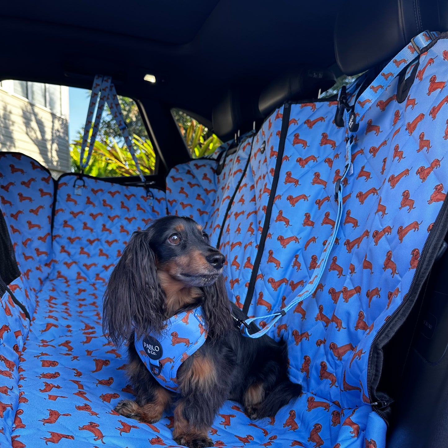 Dachshund: Headrest Car Restraint