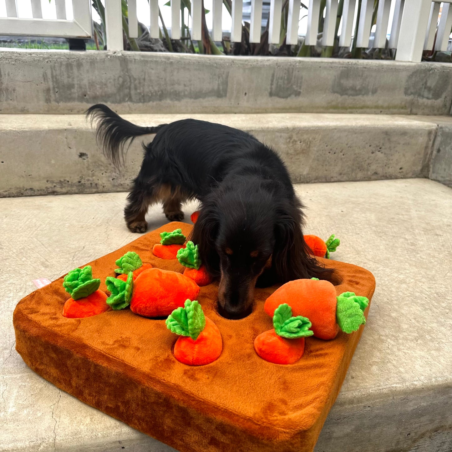 Hide 'n' Seek Nose Work Carrot Farm Dog Toy