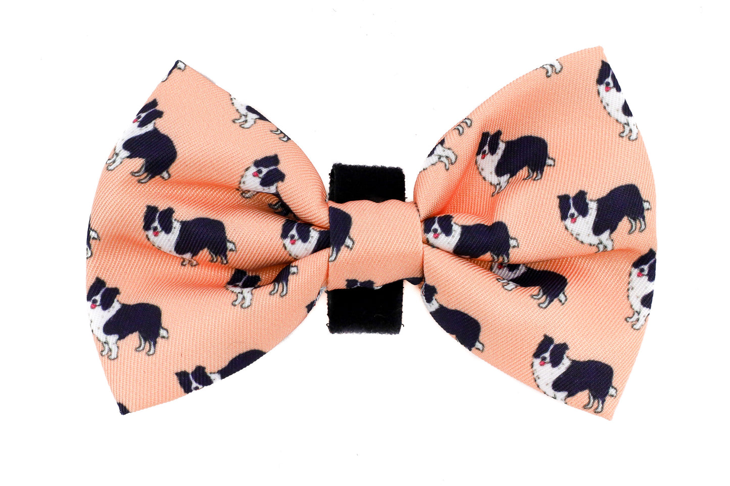 Border Collie: Bow Tie