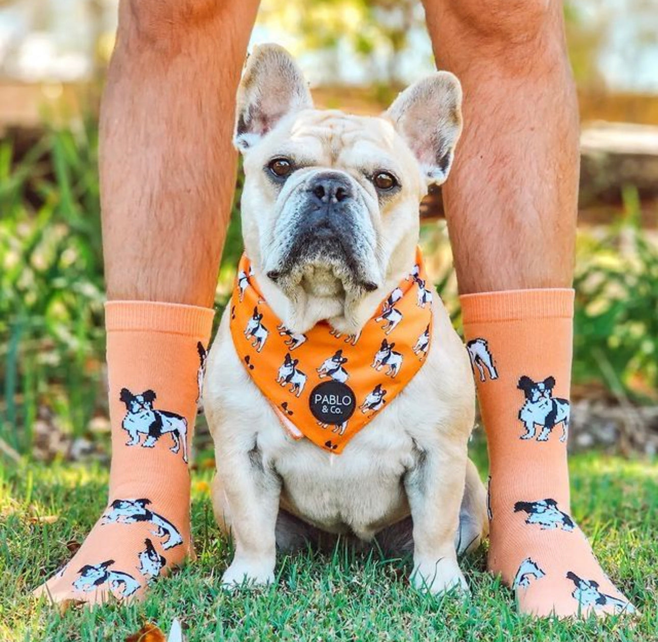 French Bulldog: Breed Socks