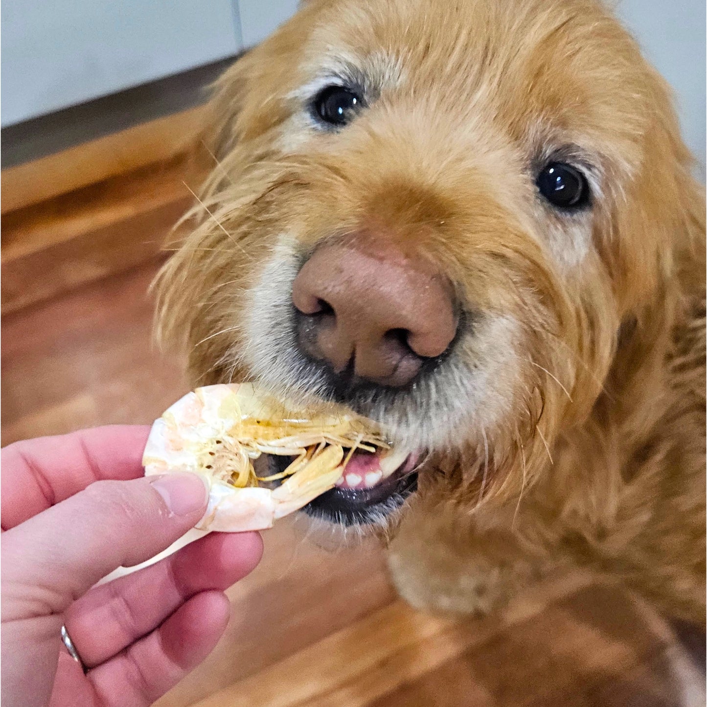 Pet Botanica: Aussie Prawns Treats