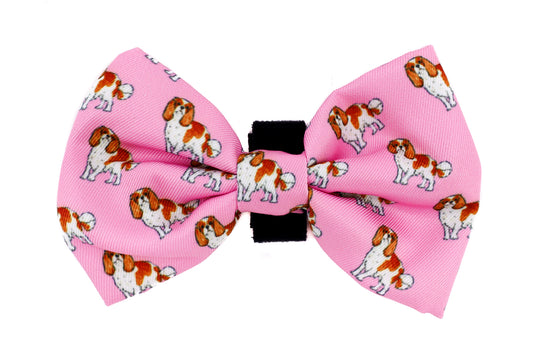 Cavalier King Charles: Bow Tie