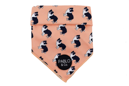 Border Collie - Dog Bandana