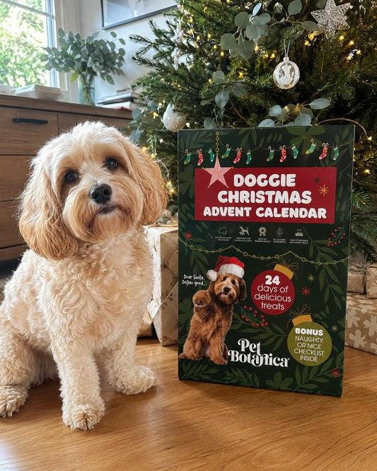 Pet Botanica Christmas Advent Calendar for Dogs 2026
