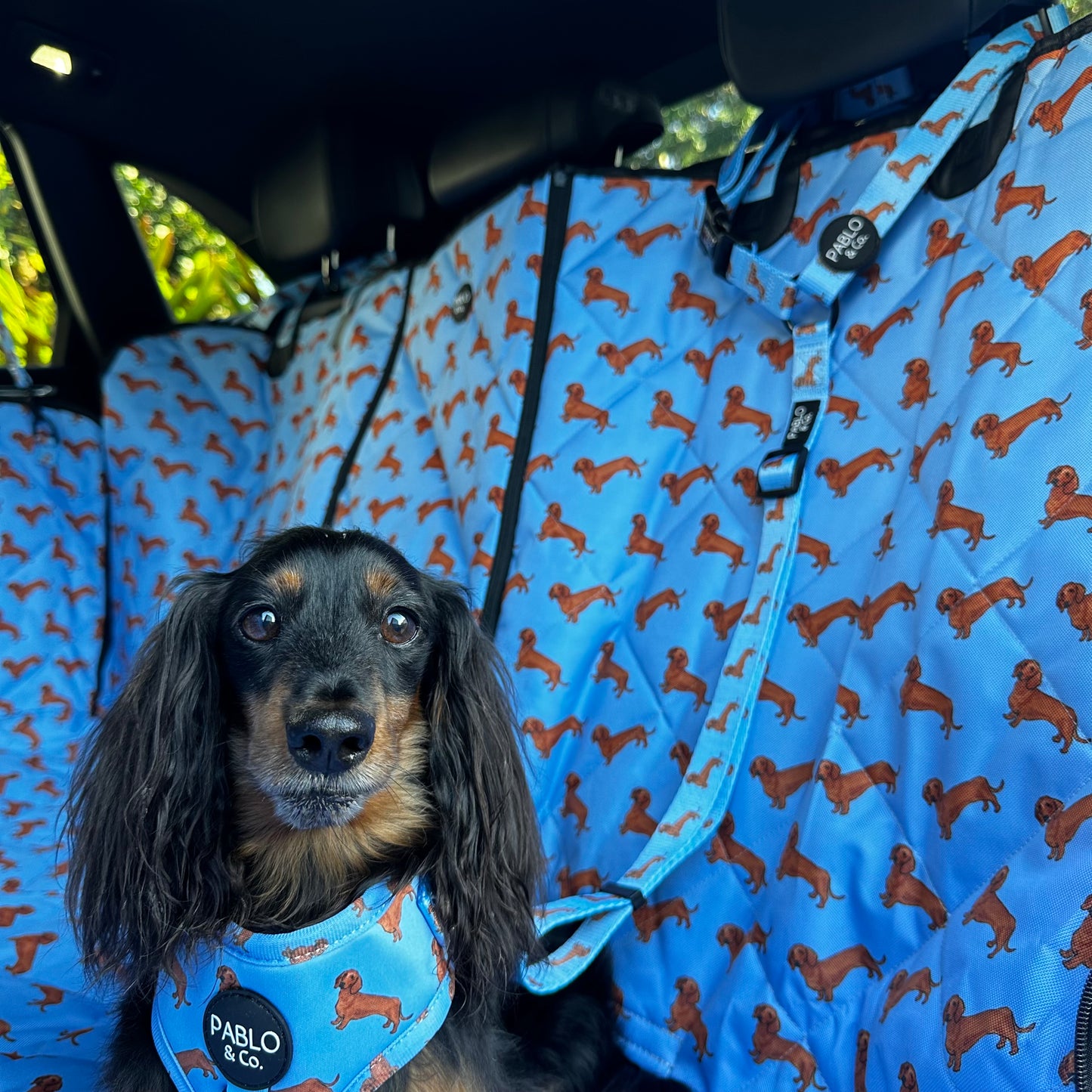 Dachshund: Headrest Car Restraint