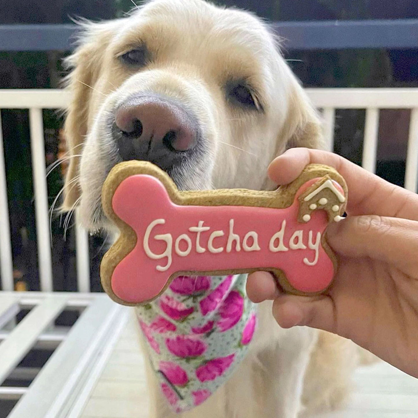 Golden Barkery: Happy Gotcha Day Dog Bone - Pink