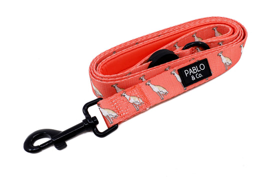 Italian Greyhound: Dog Leash