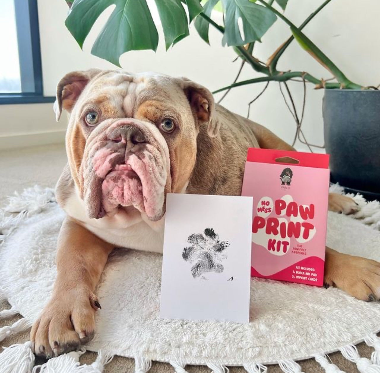 No Mess Paw Print Kit