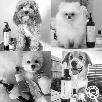 Harlow Harry: Dog Perfume | Solera 145